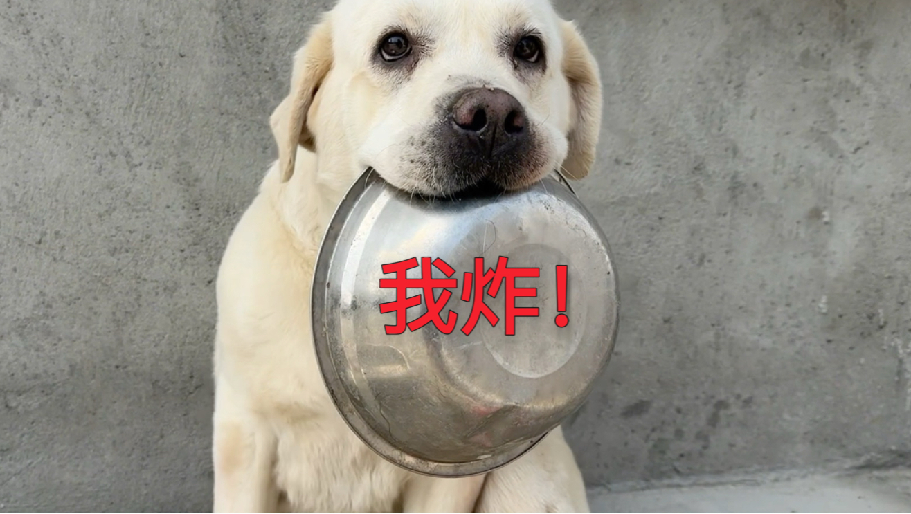 当你强行炸了狗子最心爱的盆，看看是什么反应？
