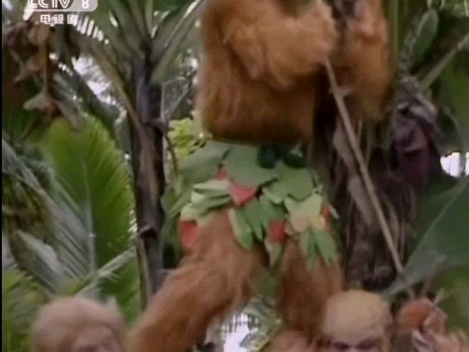 花果山快乐生活