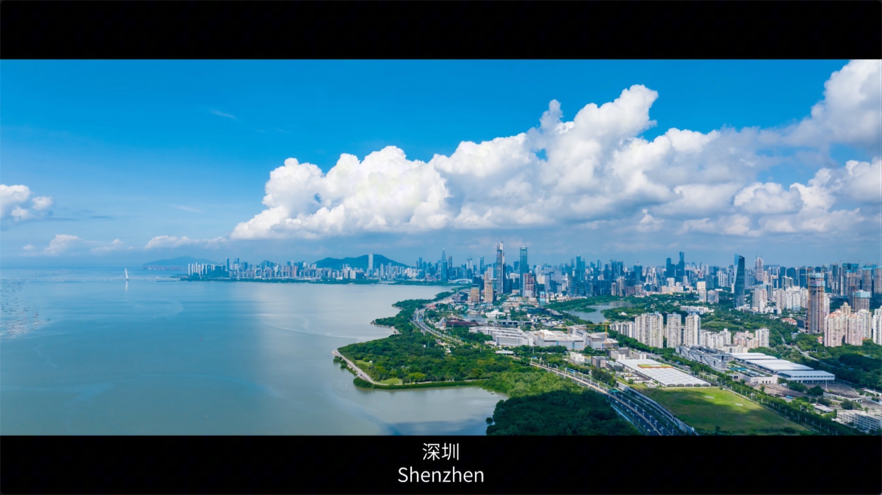 在深圳的繁华边界，藏着一片“海上森林”