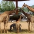 【长颈鹿】身高近6米的宝宝，饲养员怎么喂？