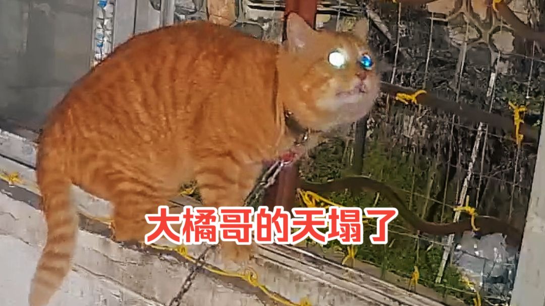 大橘哥116-获取新装备;饭桶