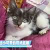 可怜的小家伙，才一个月，母猫出去就没回来过