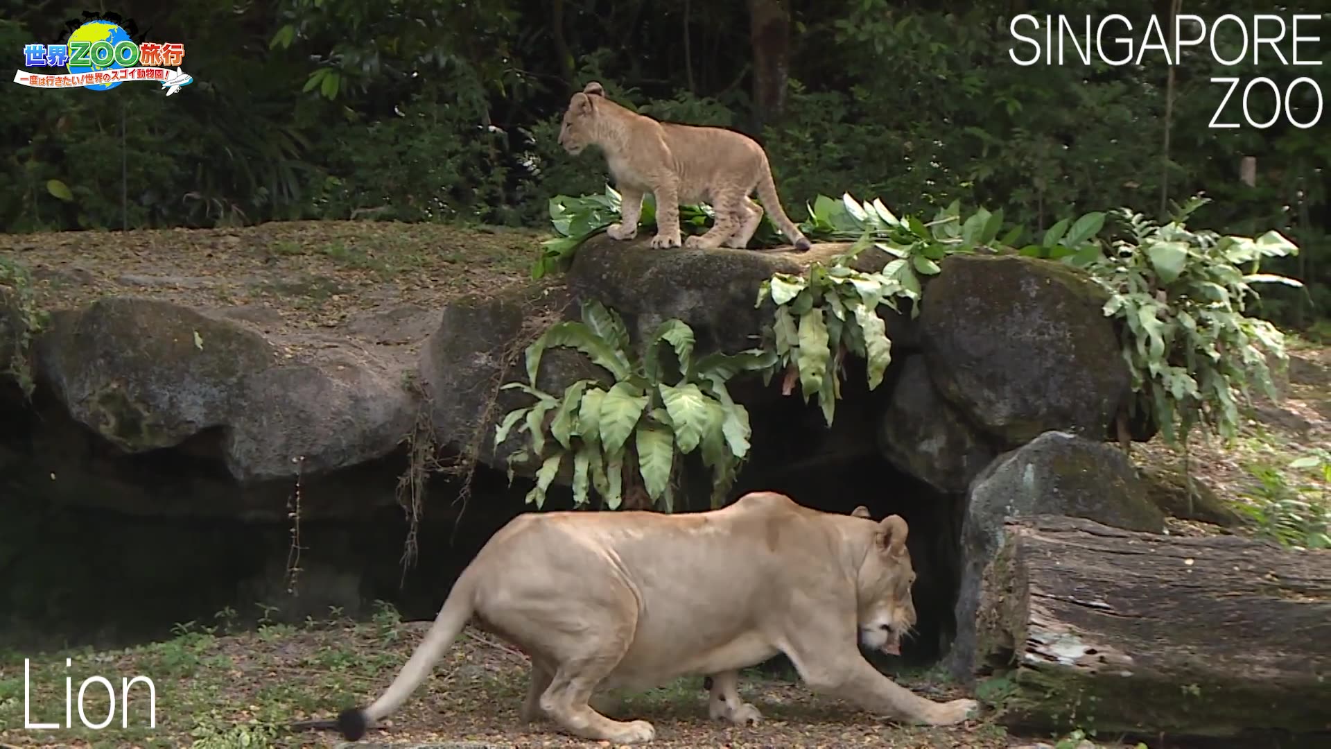 ライオン親子 世界一美しい シンガポール動物園 世界ｚｏｏ旅行 哔哩哔哩 つロ 干杯 Bilibili