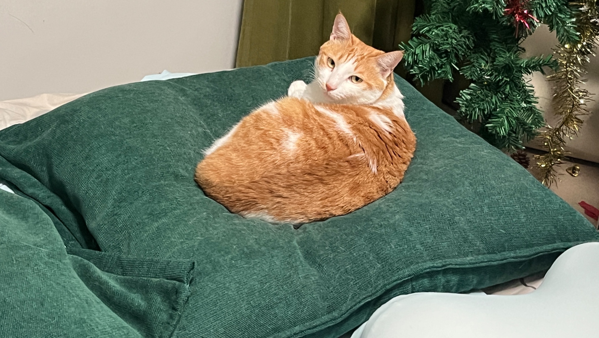 Wow random vanilla ice cream!