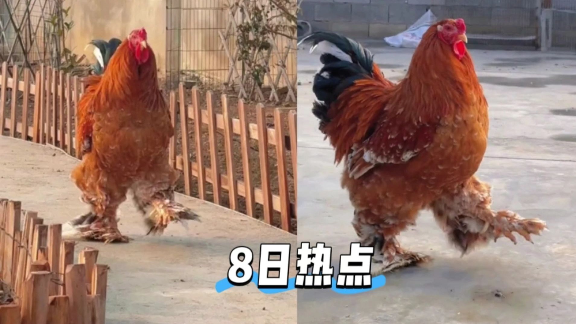 2月8日社会热点速递，量大管饱。男子养的婆罗门公鸡走路威武霸气，看起来比视频上还大，网友：已经成精了，不会叫鸡精吧