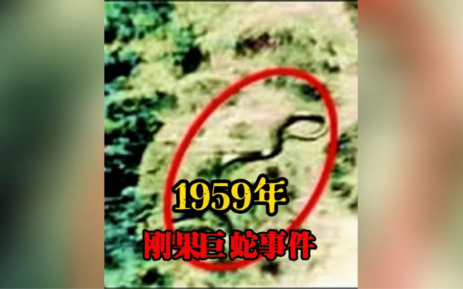 1959年，一名飞行员在刚果遭遇到一条巨蛇。