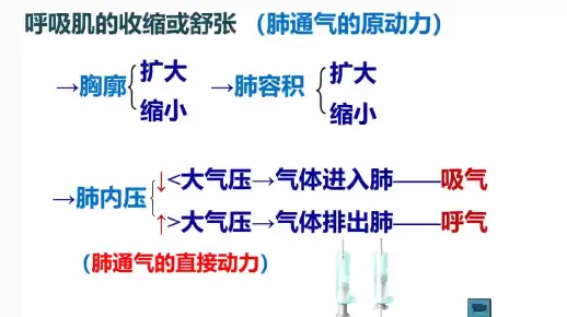 【二层次】呼吸-肺通气的阻力