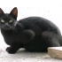 可爱而诡异的黑猫