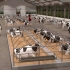 智慧牛棚的选择--莱利(lely)自动化牛棚系统
