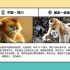 中国珍稀动物图鉴