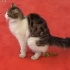有人在伊斯坦布尔苏莱曼尼耶寺遇到一只猫。本以为是holy cat，结果是...holy shit