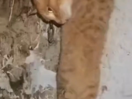 哈基米被爱后触发底层史山代码了