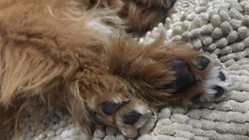 怎么教狗狗坐下的动作 79c4419b6755b766e5d454ad8c22dc6ac0499756.jpg@280w_158h_1c_100q.jpg