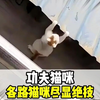 猫大哥真的不好惹#猫 #功夫猫 #离谱 #万万没想到#中国猫