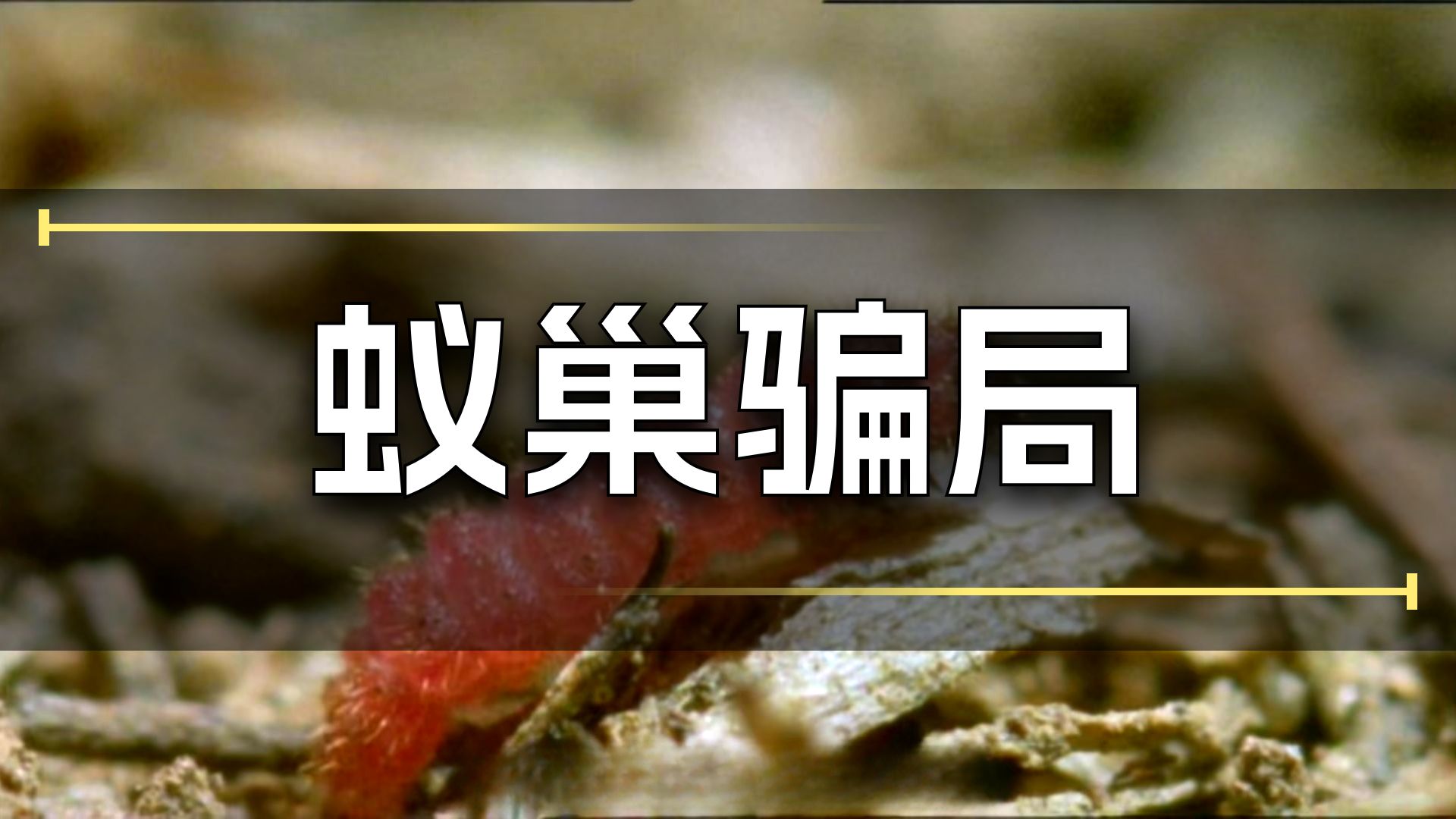 蚂蚁帮我养娃，我的娃再吃光蚂蚁的娃