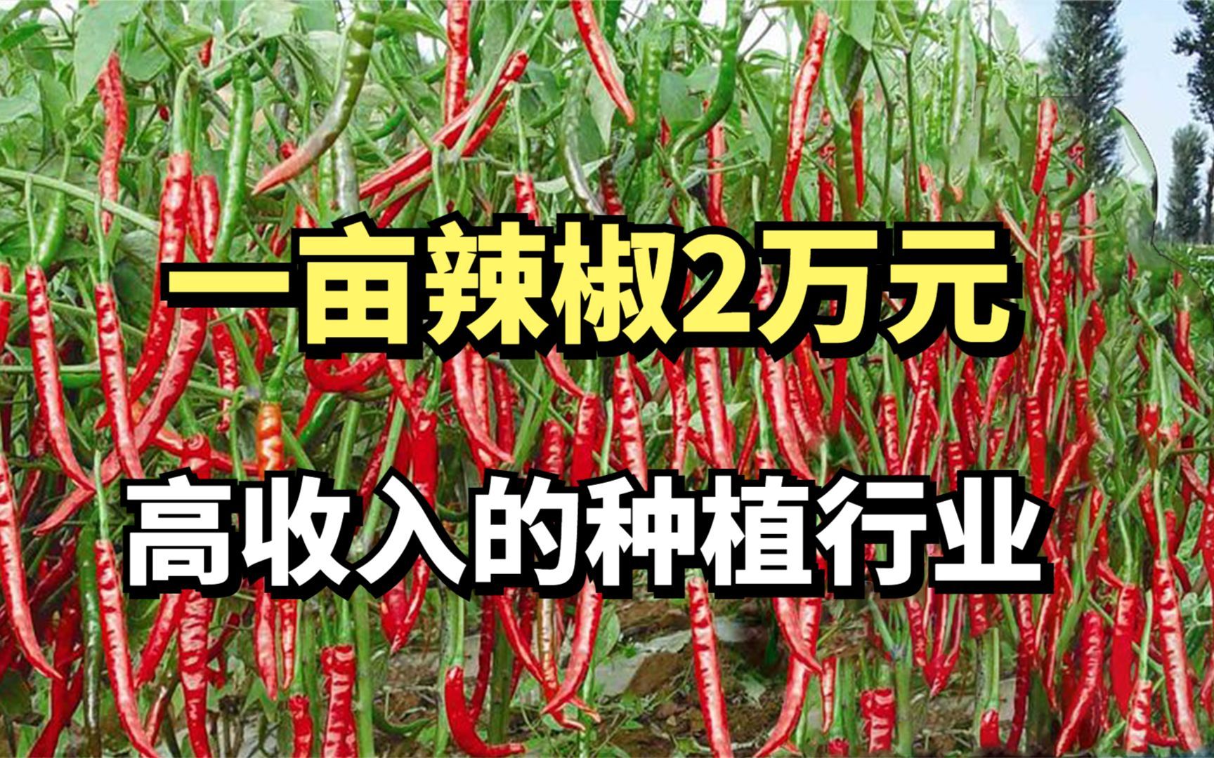 河南小伙种植辣椒,一亩辣椒卖两万,年销7000万,他是这么做到的？