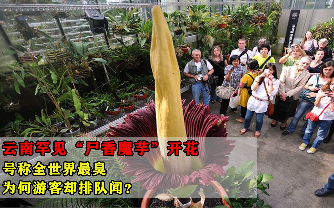 罕见！云南“尸香魔芋”开花，号称世界最臭，为何游客却排队闻？