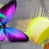 大型维纳斯捕蝇草与蝴蝶，会吃昆虫的植物你见过吗？