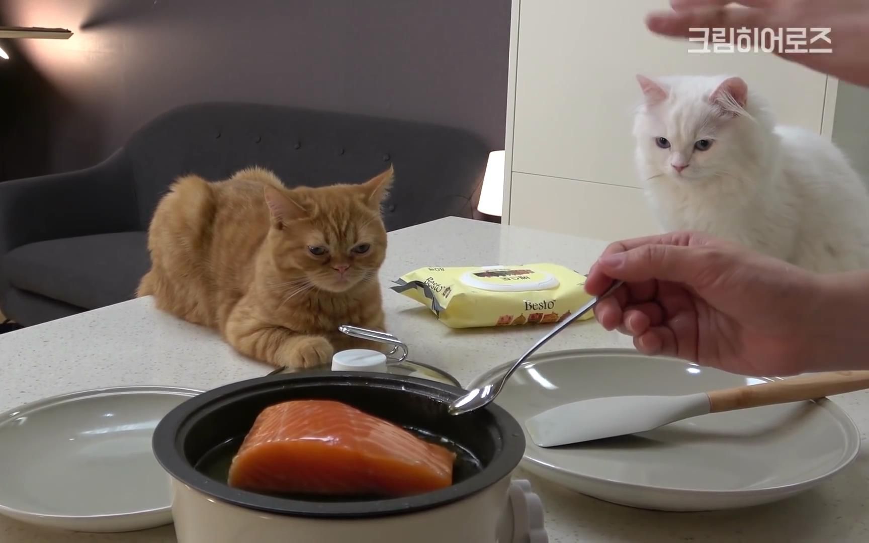 【creamheroes-7只猫和人类】猫咪最喜欢的三文鱼烹饪