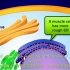 内膜系统 The Endomembrane System[熟肉]