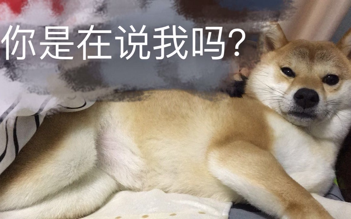 千万不要养柴犬,表情包甩你一脸-汪汪来了ep9