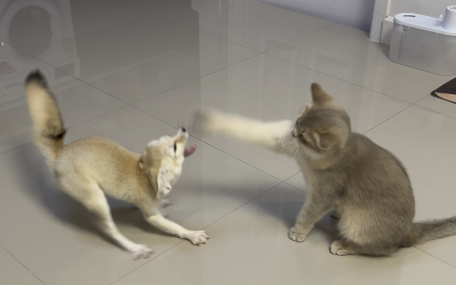 耳廓狐和猫打架