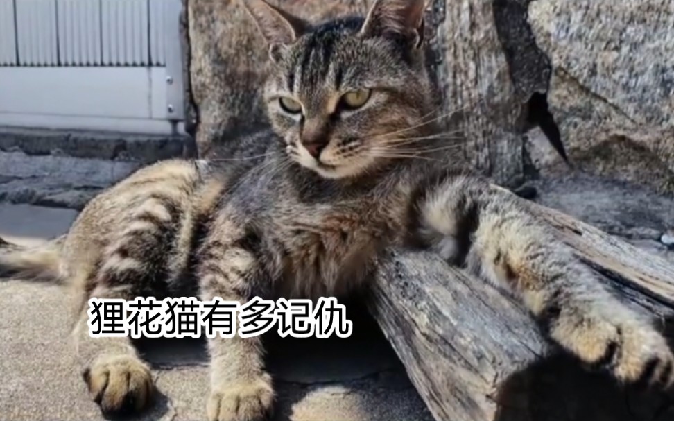 狸花猫搜 有多记仇，天天堵在一个美女家门口，追着她家黑猫一顿打 #猫咪 #狸花猫 #狸花猫的日常