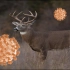 新冠感染大量美国白尾鹿，会有什么后果？