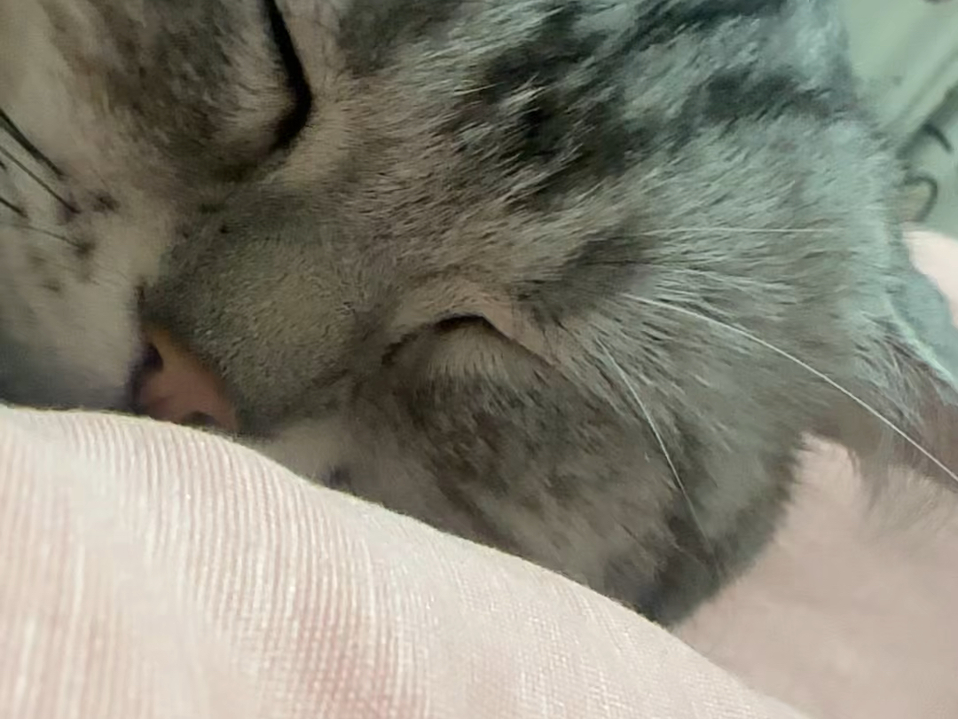 I miss you so much it's a pity that my sister has to be locked up here for 40 days you must be so lonely even if I go out for two hours a day you'll be waiting at the door to welcome me they just put cat food and water in your bowl miss you so much wait for me ah kitty boy
