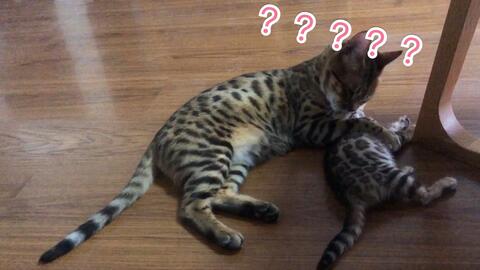 7ab53c41874a0c2dfe8787e1bf6da5cc8584e94b.jpg@480w_270h_1c