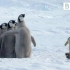 企鹅界的扛把子 - 阿德利企鹅，吓退海燕，勇敢拯救帝企鹅