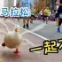 小伙带着鸭跑马拉松，坚持42公里，选手：决不能输给一只鸭子