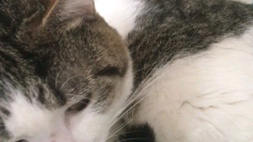 小猫咪几个月剪指甲 7acd2ab7b786ea6daec058cb282579bc3c3b0718.png@280w_158h_1c_100q.jpg