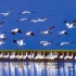 近100万只候鸟飞抵江西鄱阳湖越冬，小伙驾车探寻周边5大观鸟胜地