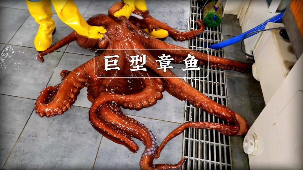 这只巨型章鱼被宰前发起了反抗