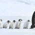 【4K,60fps】超高清每一帧都可以用来当壁纸 南极洲企鹅