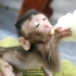 《高清完整版》猴子长期喝奶后不喝清水漱口，导致严重的牙龈出血满口烂牙，在宠物牙医的治疗下，病情得以控制情况有所好转。