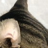 勾八儿小猫