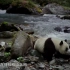 【1080P】纪录片《大熊猫》讲述大熊猫淘淘的野化训练【CCTV9-HD】