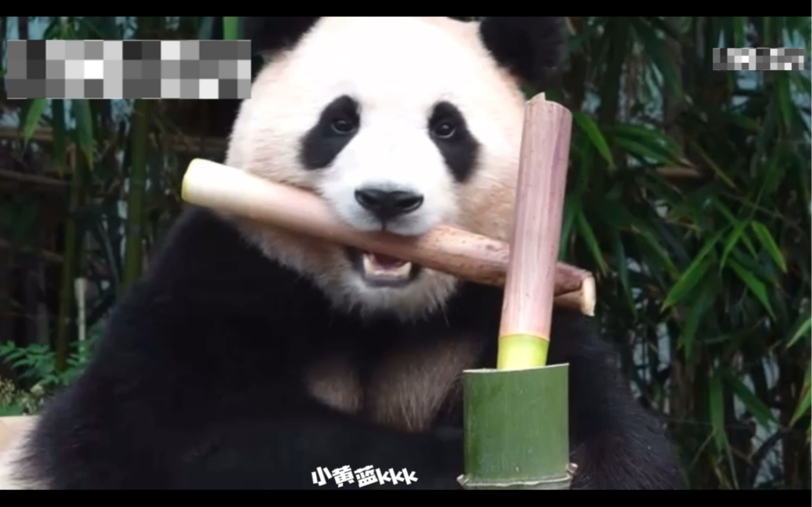 【中】〈爱宝生产记录第一篇20230813〉人山人海的熊猫世界