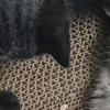 自嗨一会，小黑猫就去找兄弟姐妹了