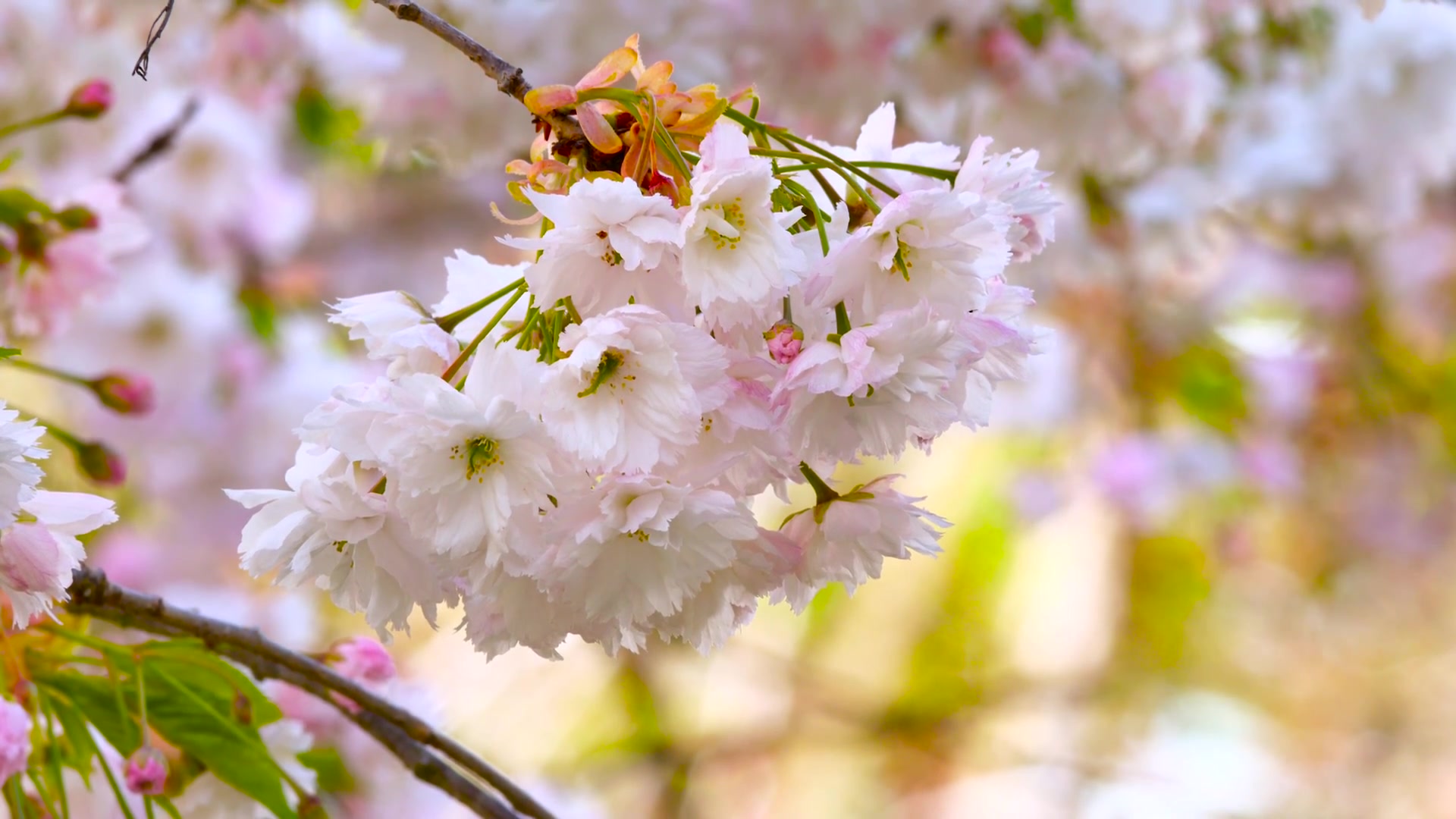 樱花(1080p)