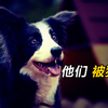 狗狗版《小鬼当家》，从头笑到尾，狗狗演技完爆各路流量明星