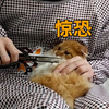 给一只话痨猫剃脚毛是怎样一种体验