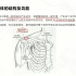 基础肌动学第4章-肩关节复合体的结构及功能