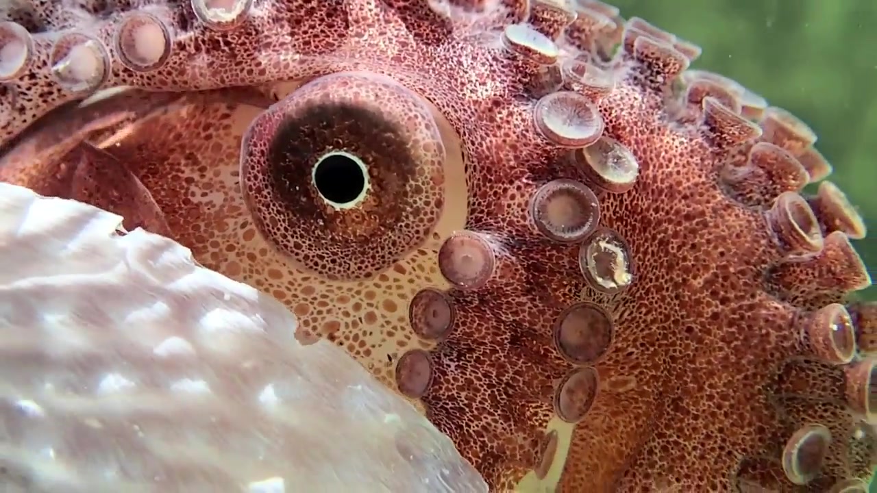【youtube】从克苏鲁神话里走出来的动物 船蛸