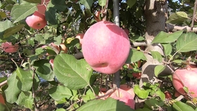 7ba6f9728368c81e1fa7ad86074e43a2c4191e9d.jpg@280w_158h_1c_100q.jpg
