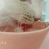 【午夜白猫】第一支视频求三连！