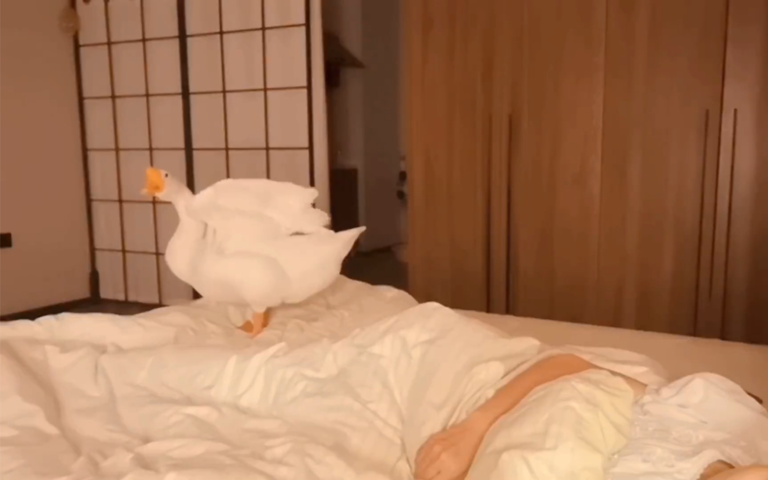 拍着视频，不小心睡着了，大鹅还在床上。