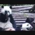 大熊猫喷嚏不断，这视频我可以笑一年